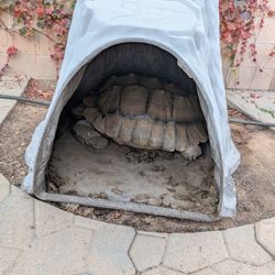 Tortoise Enclosure