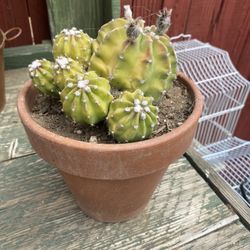 Cactus