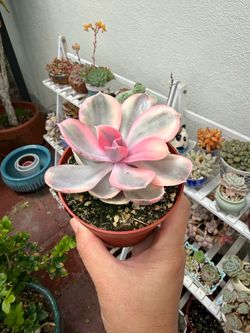 imported Rainbow Echeveria succulent