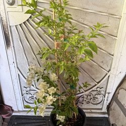 White And purple Bougainville Plant Flower 