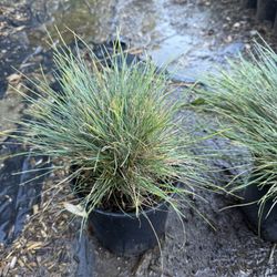 Blue Fescue 