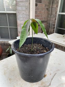 Mango Plant