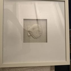 Sea Shell Picture 