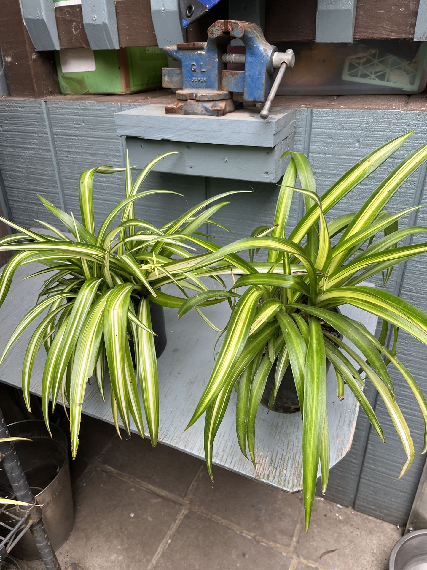 Beautiful Large Spider Plants 1 Gallon Pots $13 For Both 