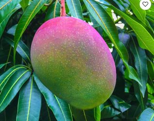 Grafted Glenn mango trees