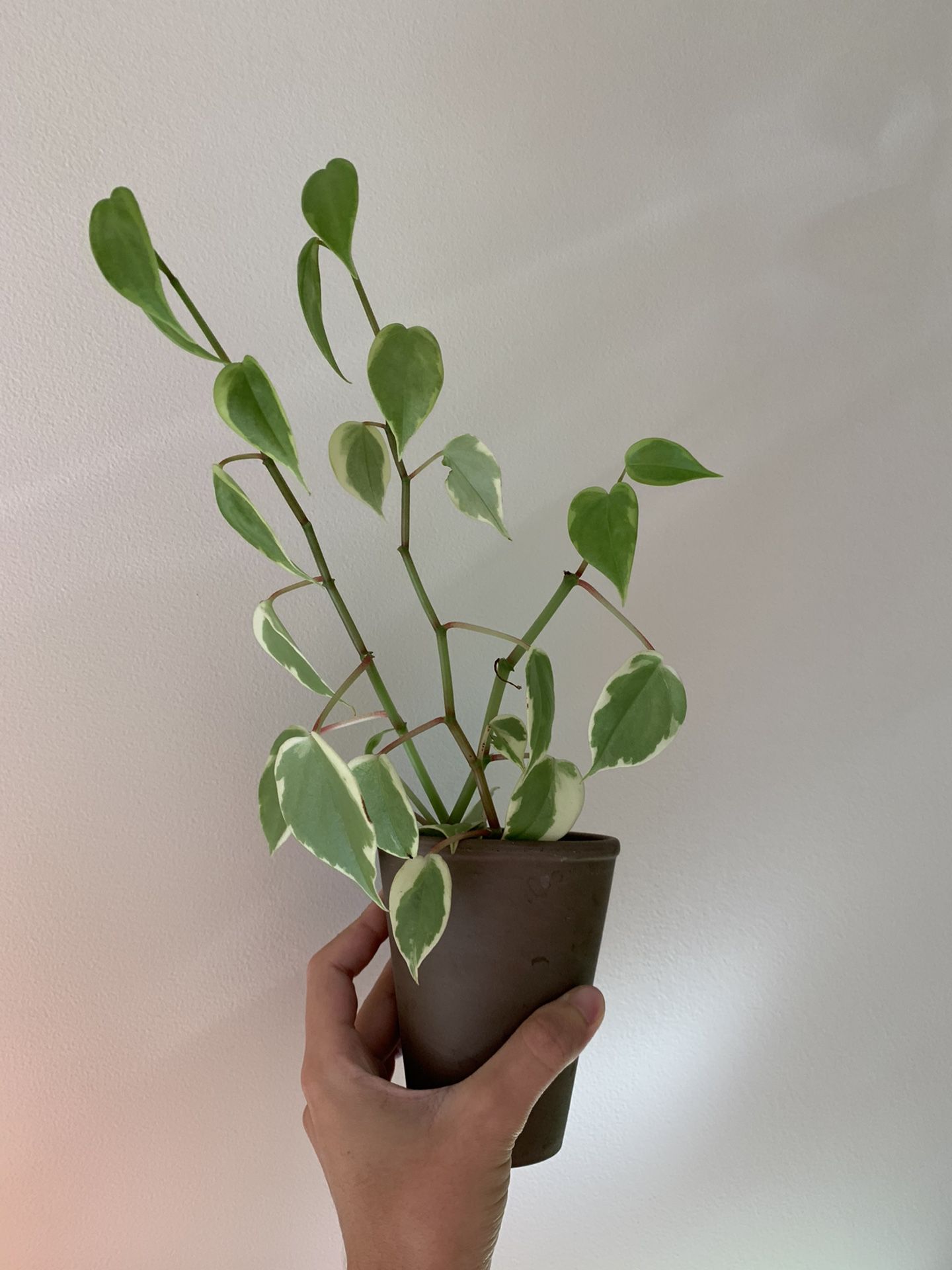 variegated peperomia scandens plant