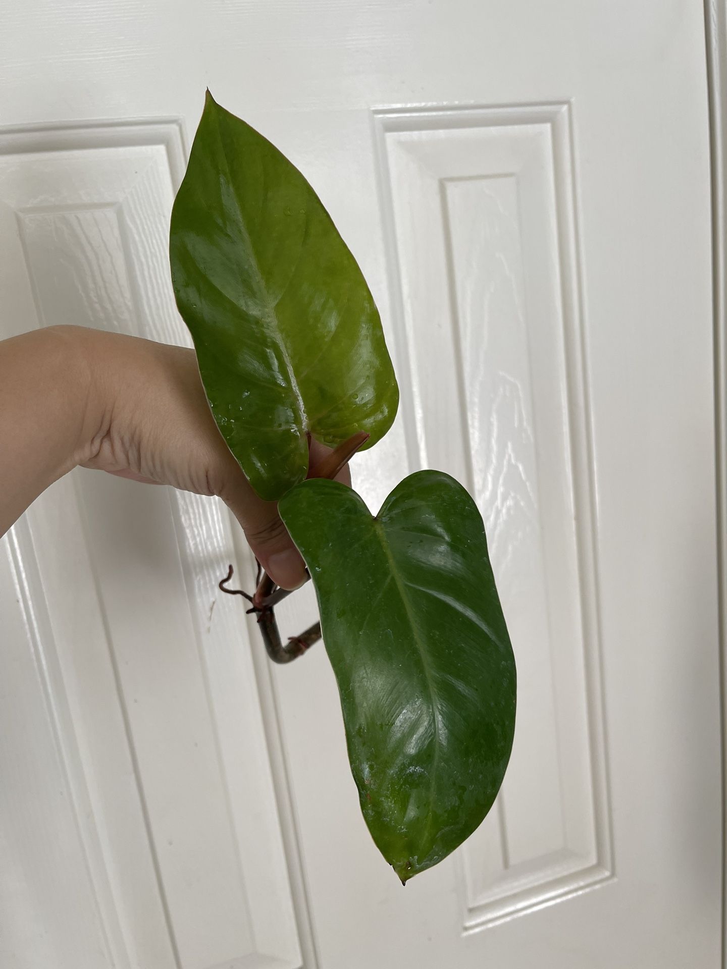 Philodendron Red Emerald Plant CUTTING