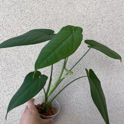 Beautiful Syngonium Chiapense Plant