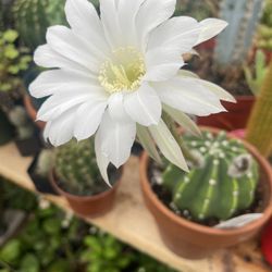 Domino Cactus 🌵 Plant 🪴 