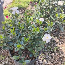 Gardenia Shrubs Blooming $15🌼