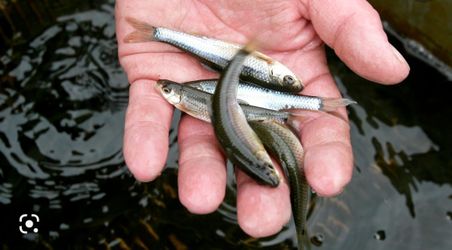 Live Minnows 