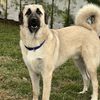Big white dog