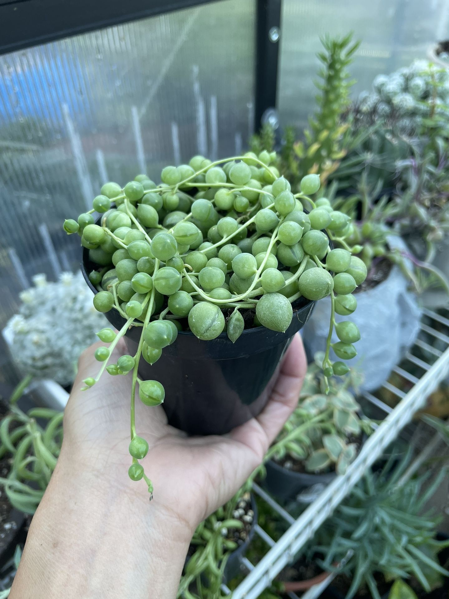 String Of Pearls Succulent 