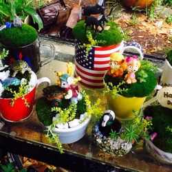 Miniature Teacup Fairy Garden..Live Moss And Plants