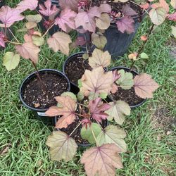 Cranberry Hibiscus Plant