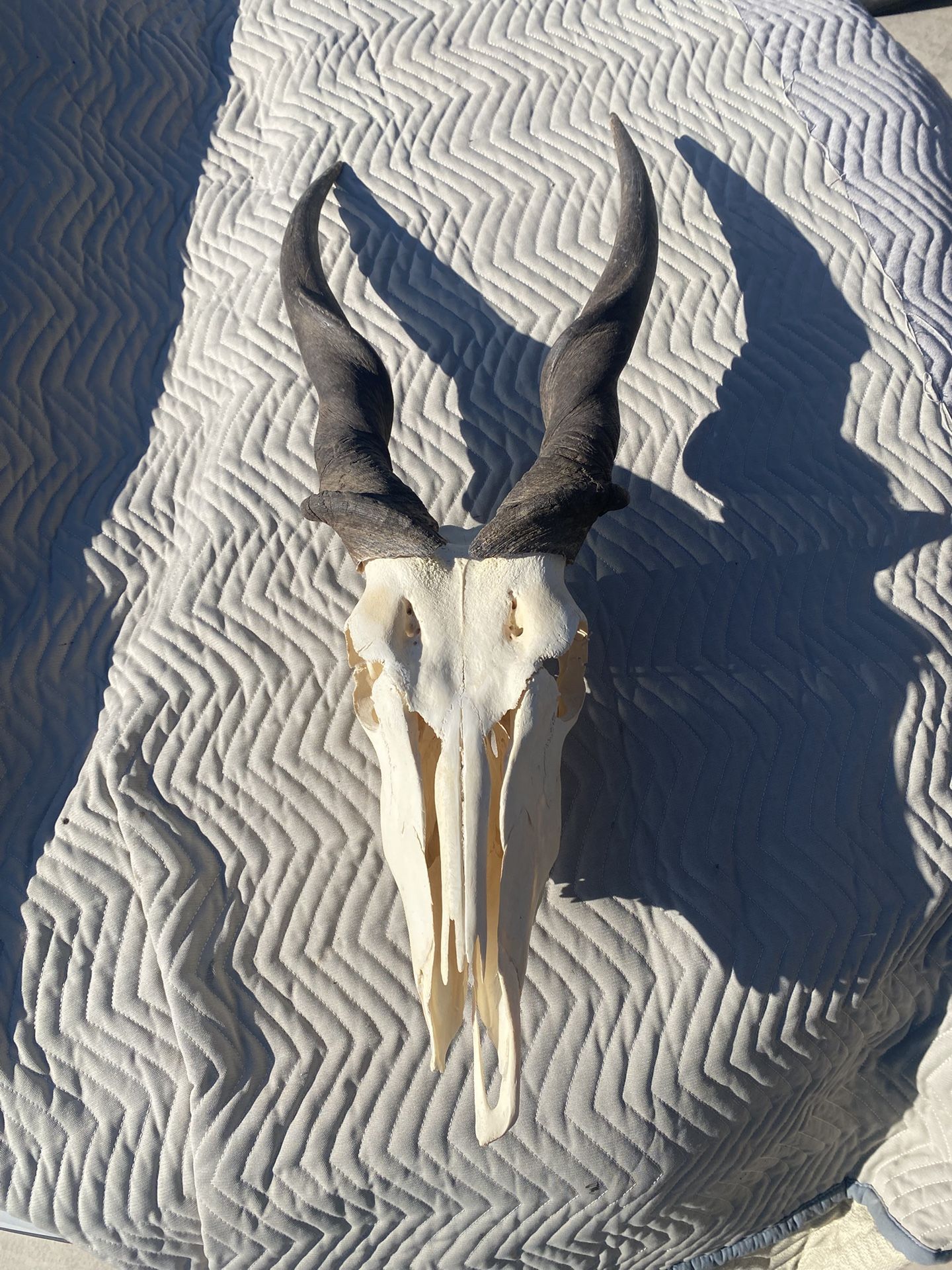 Eland Skull