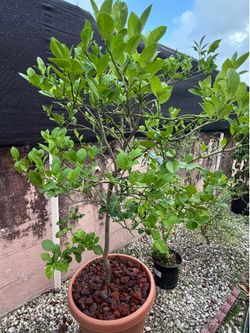 Rare-Must GO-Large citrus mix Lemon lime-fruiting