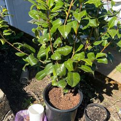 Camelia Plant 