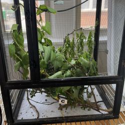 Small Chameleon Cage For Baby Chameleons