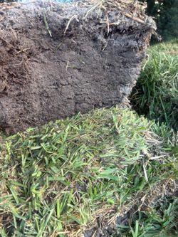 Superior Sod
