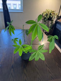 Money Tree Live Houseplant in Pot