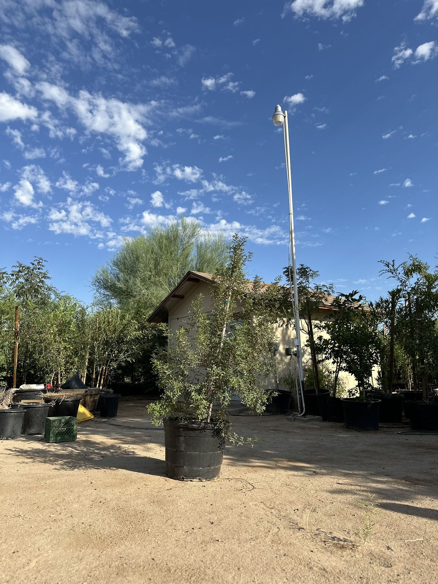 Evergreen Arizona Mastic Tree 25 Gallon $150 Each