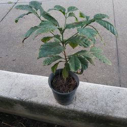 Planta De Café