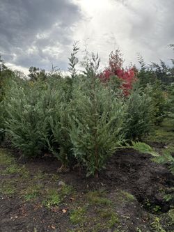 Leyland Cypress Tree (5-6’) 