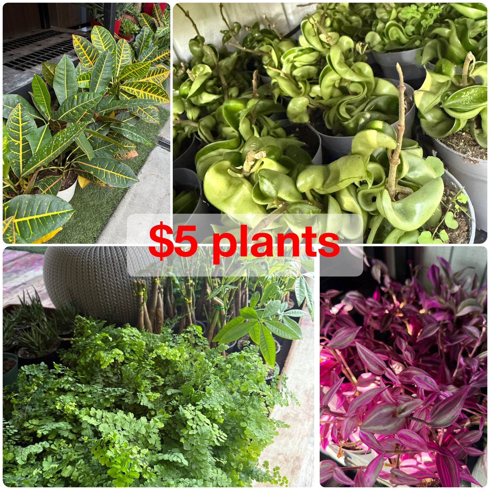 Plants Sale🌿$5 each