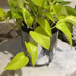  Beautiful Air-cleaning Plants.