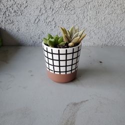 Succulent Arrangement