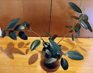 Rubber tree plant