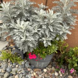 Matured Dusty Miller Plant with Geranium, Aeonium, variegated Jade Plant, jade plant and succulent 