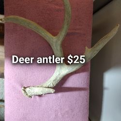 Real Deer Antler