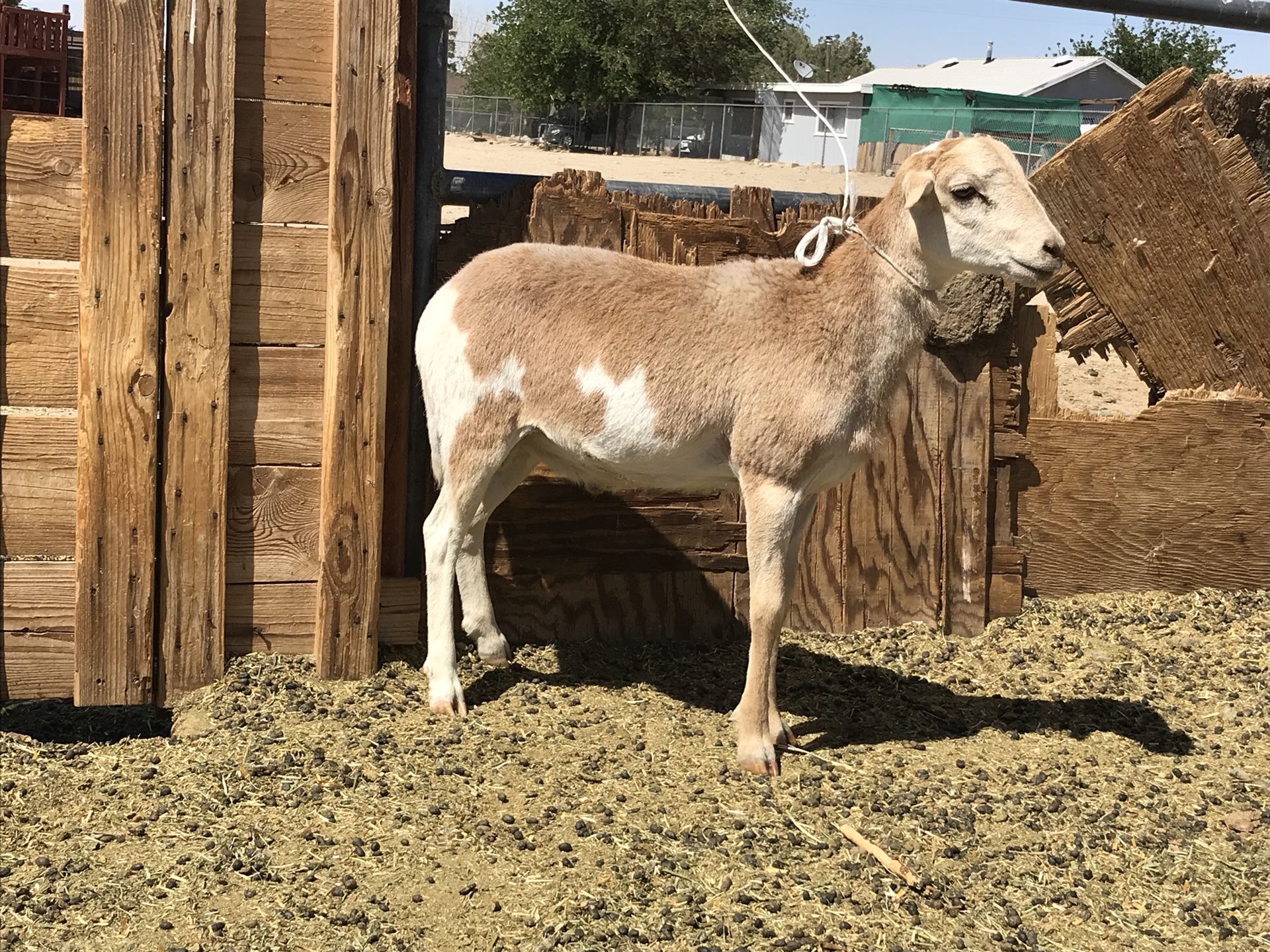 Peliguey sheep gallos borrego