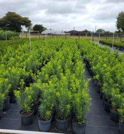 Podocarpus / plum pine