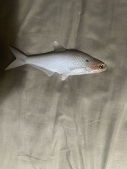 Skinner baits chicken gizzard 2.0