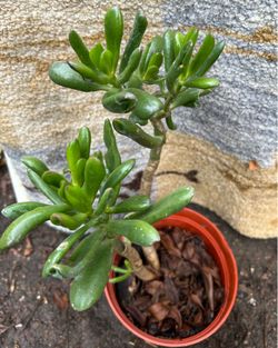Suculentas plant