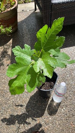 LSU Purple Fig