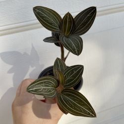 Beautiful Lusidia Discolor Plant