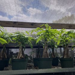 Money Tree In 6” Pot. SPECIAL PRICE 🤩