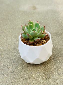 Succulents plants 🪴