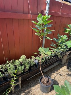 Fig tree 4’ tall