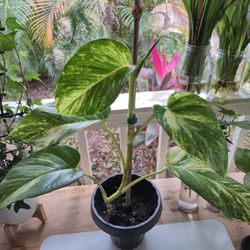 Hawaiian Golden Potho Plant