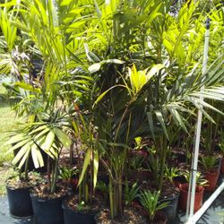 SALE! CHRISTMAS PALM IN 7 GALLONS OVER  4' FEET TALL WITH MULTIPLE TRUNK FOR ONLY $30  OPEN TODAY!