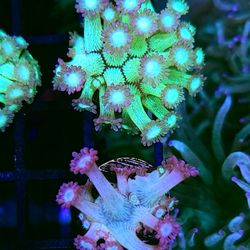 Dreamscape And Fairytale Goni Pair WYSIWYG 