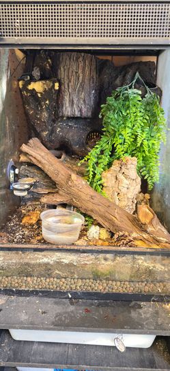 Leachie Gecko