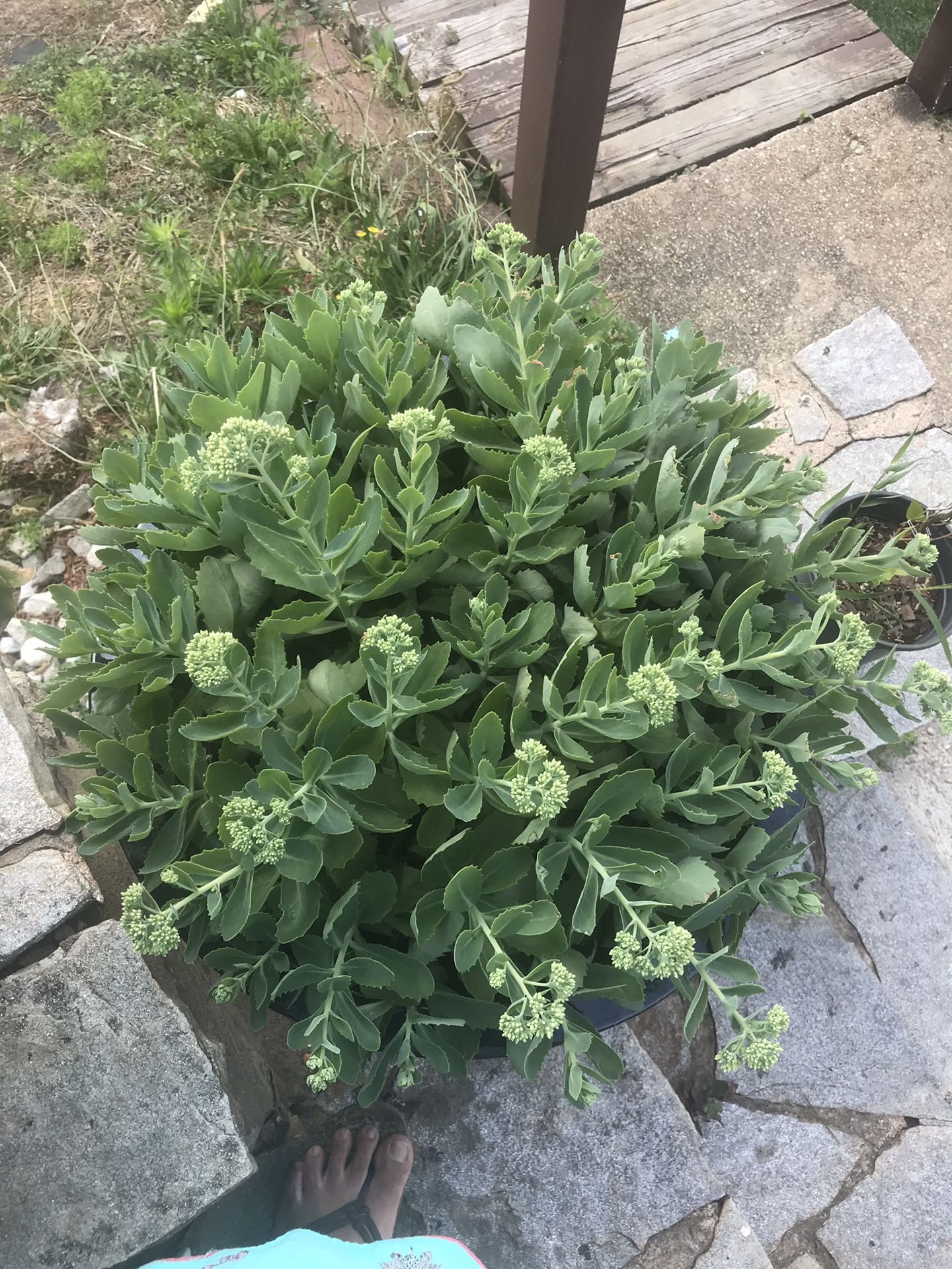 Flowers pots