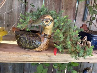 Bonsai plant for sale $45 each Bonsai plantsfor sale $45 each