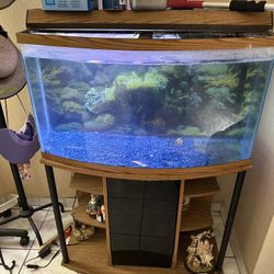 fish tank 
